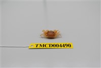 藏品(衛氏毛帶蟹)的圖片